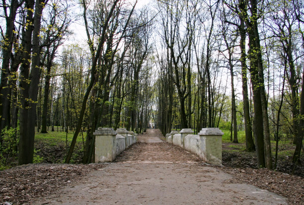 春天的自然背景与阳光。清晨阳光明媚的森林图片下载