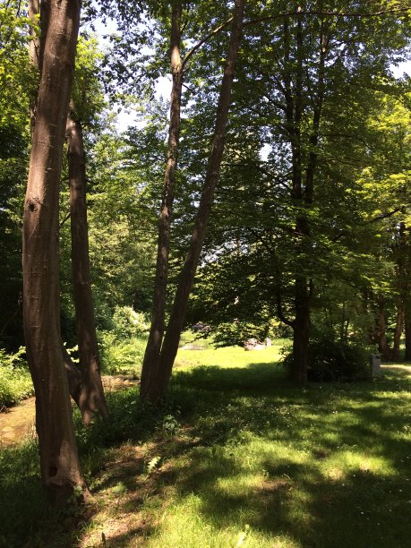 森林散步图片下载