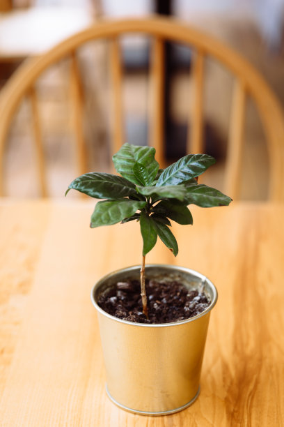 木桌上放着一株绿色的小咖啡树图片下载