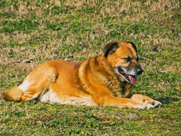 公共康乐公园弃置的狗只(图02)图片下载