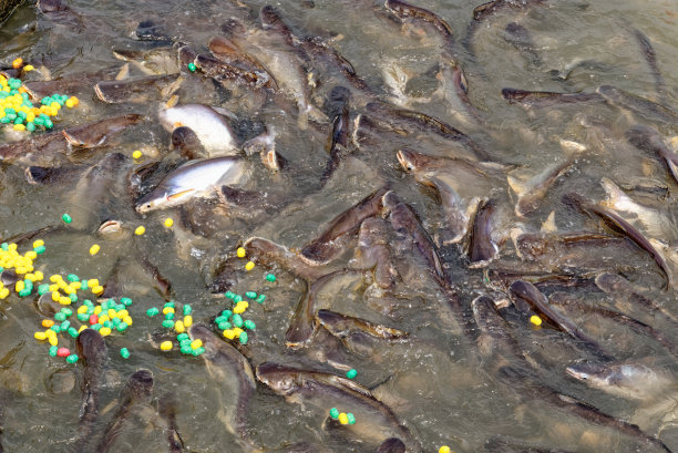 喂养鲶鱼图片下载