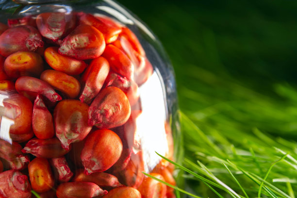 腌的，红色的玉米种子，在草的背景上在容器中播种图片下载