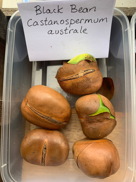 黑豆(锥栗)图片下载