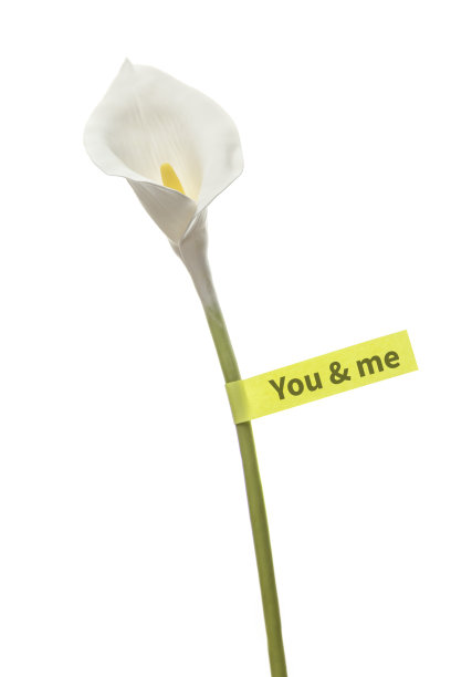 马蹄莲花孤立在白色的背景与附加的便条，你和我。爱情的浪漫宣言，感情的表达，概念的表达图片下载