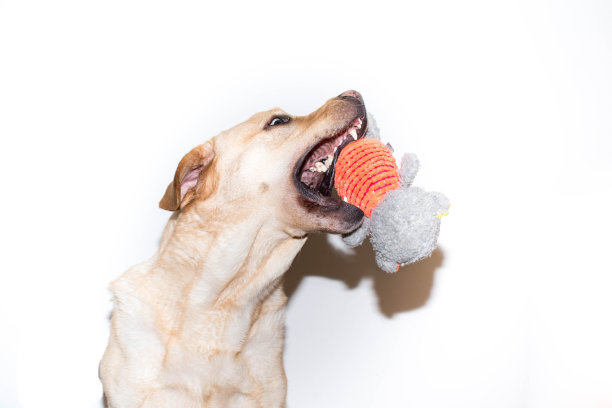 和狗的游戏图片下载