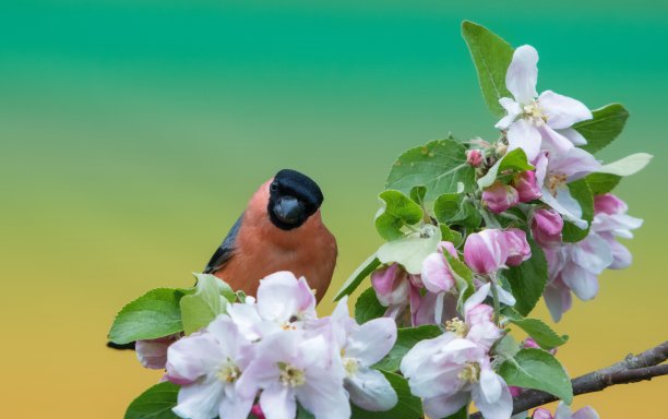 春天的红腹灰雀图片下载