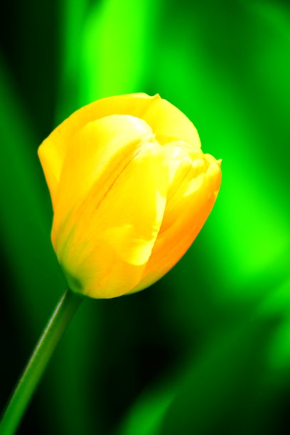 黄色郁金香图片下载