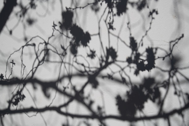 墙上的樱花和阴影，像国画。图片下载