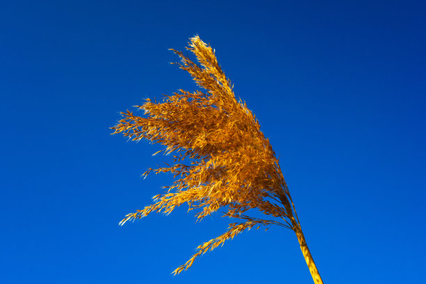 常见的芦苇图片下载