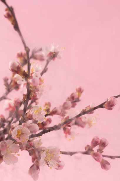 一束模糊美丽的杏花，为祝贺图片下载