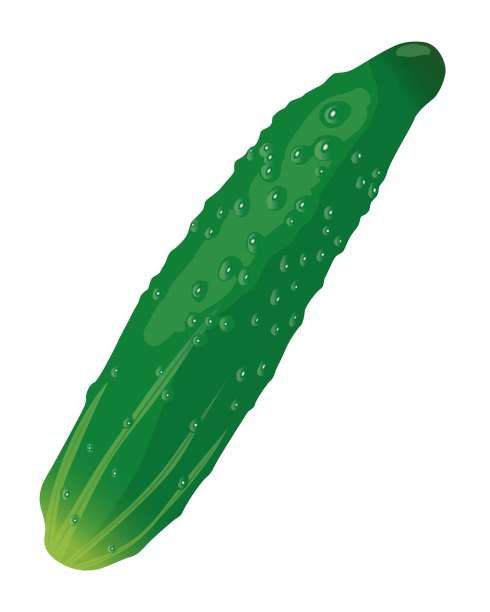 真实的黄瓜孤立在白色背景。矢量图图片下载