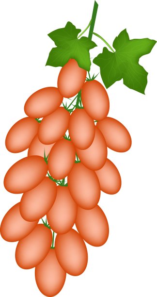 新鲜的橙色罗马西红柿在树枝上图片下载