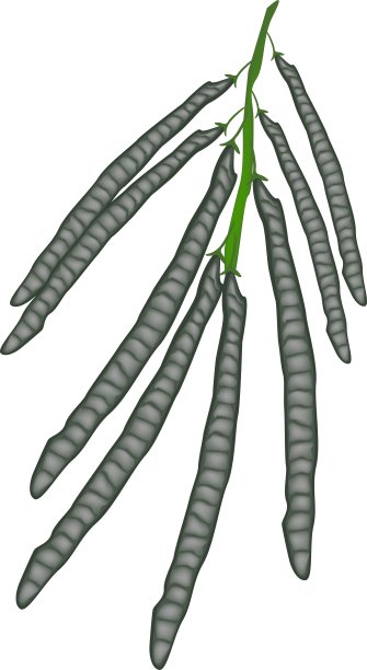 嫩枝上的美味成熟绿豆图片下载