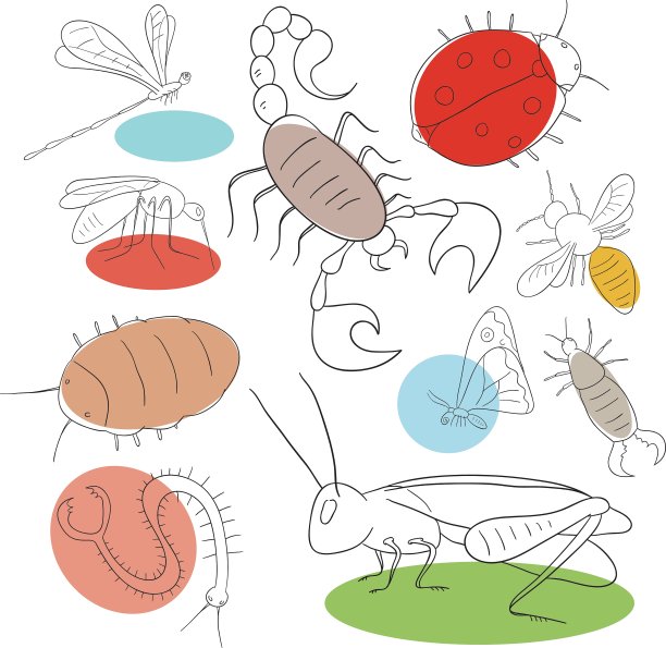 昆虫收集图片下载