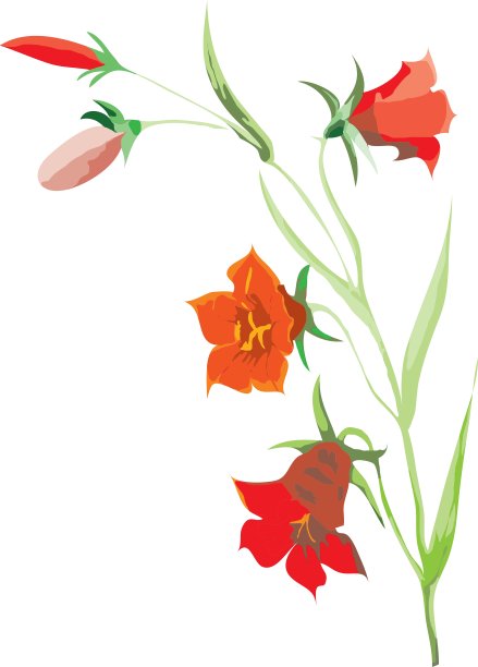 风铃花的红色花图片下载