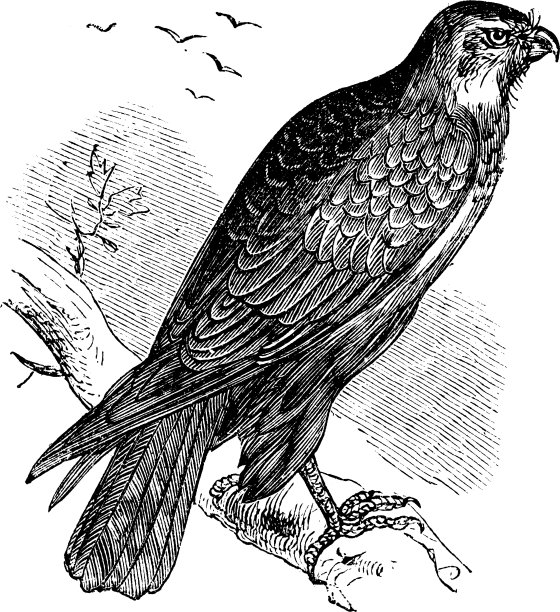 普通秃鹰猛禽雕刻图片下载