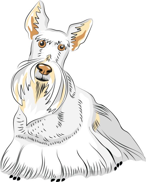 犬种苏格兰梗图片下载