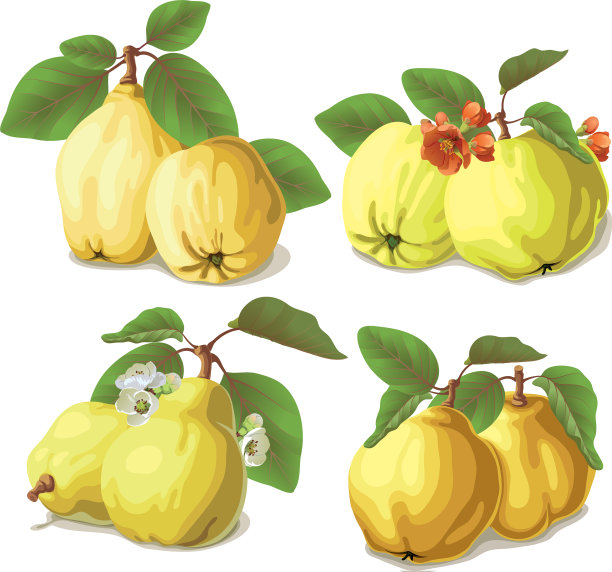 一组成熟的榅桲图片下载