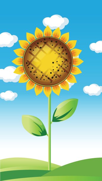 向日葵的夏天风景图片下载