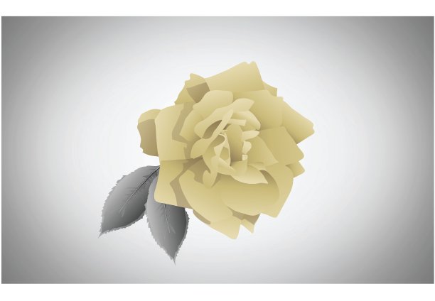 金玫瑰图片下载