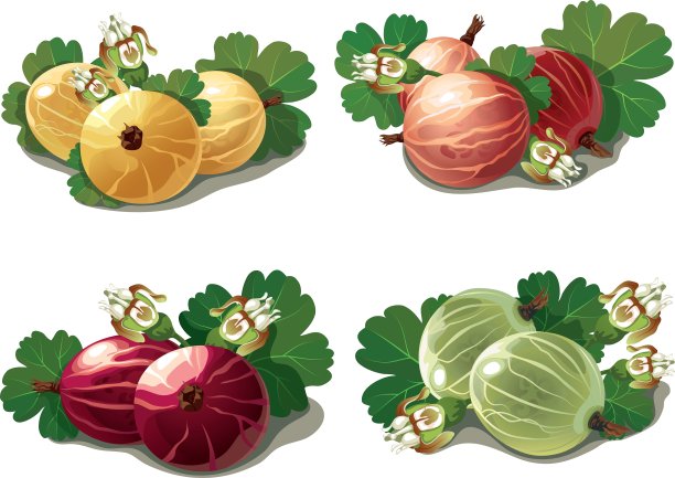 一组成熟的醋栗图片下载