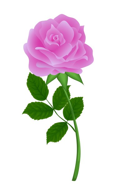 大自然开出了一朵粉红色的花，上面有一朵白色的花图片下载