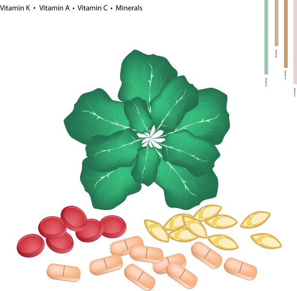 含维生素K A和C的绿羽衣甘蓝图片下载