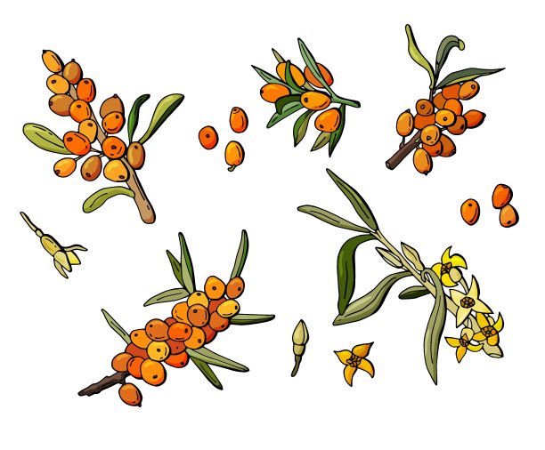 一组浆果和沙棘花。图片下载
