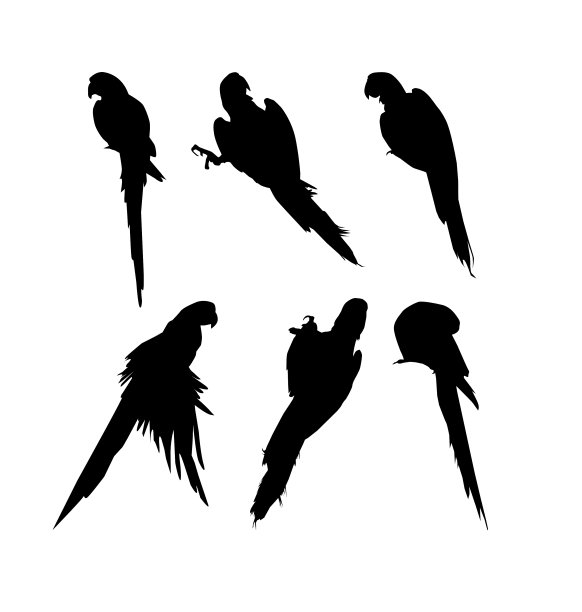 金刚鹦鹉剪影集图片下载