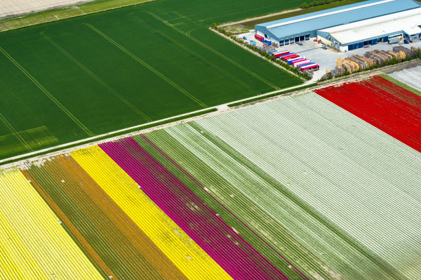 荷兰鸟瞰图中的郁金香花田在春天绽放图片下载