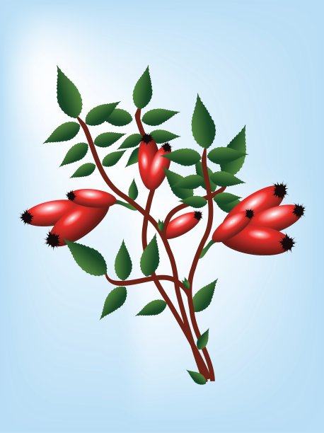 玫瑰果图片下载