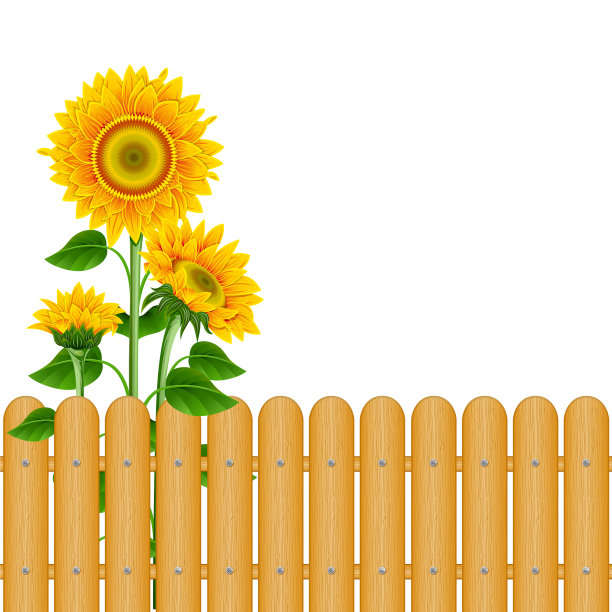 向日葵图片下载