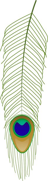 孔雀羽毛图片下载