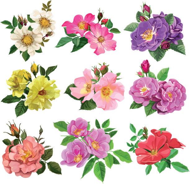 一组五颜六色的野玫瑰花图片下载