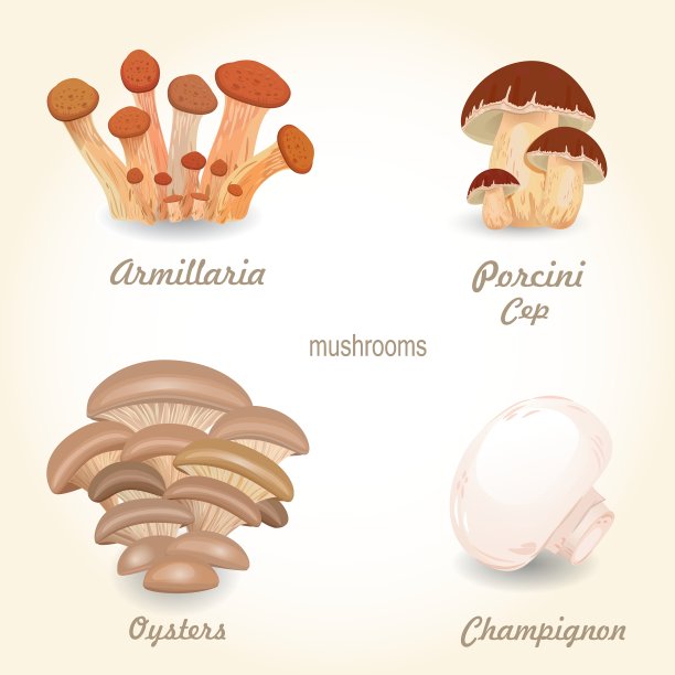 为您收集分离的食用蘑菇图片下载
