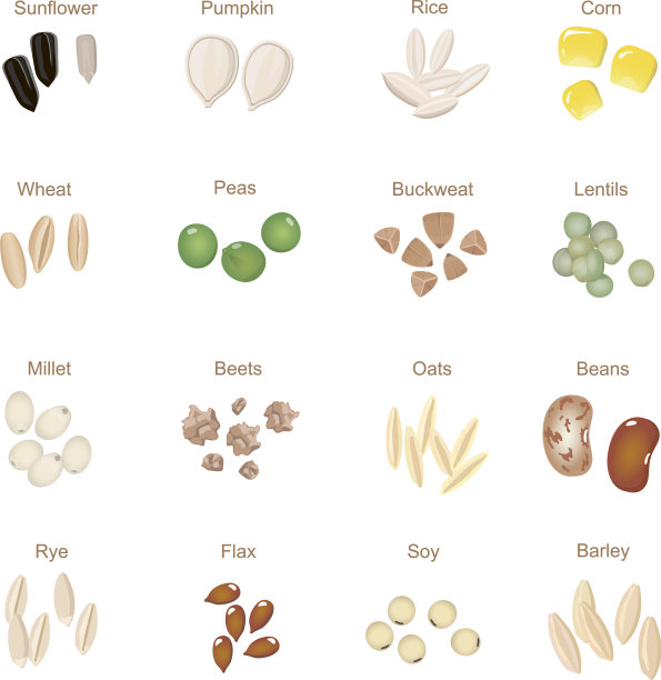 植物种子图标平设置与南瓜玉米小麦图片下载