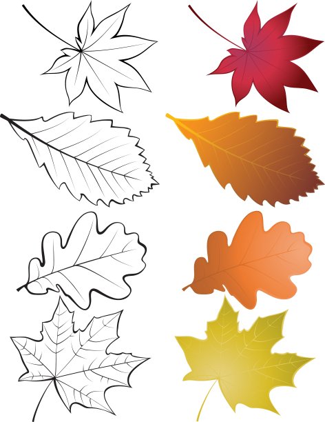 的叶子图片下载