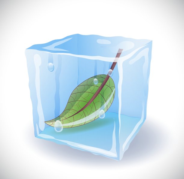 带叶子的冰块图片下载