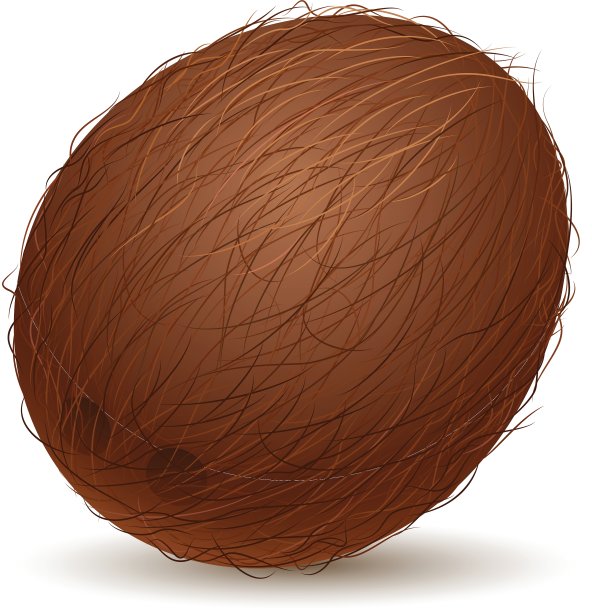 现实的椰子图片下载