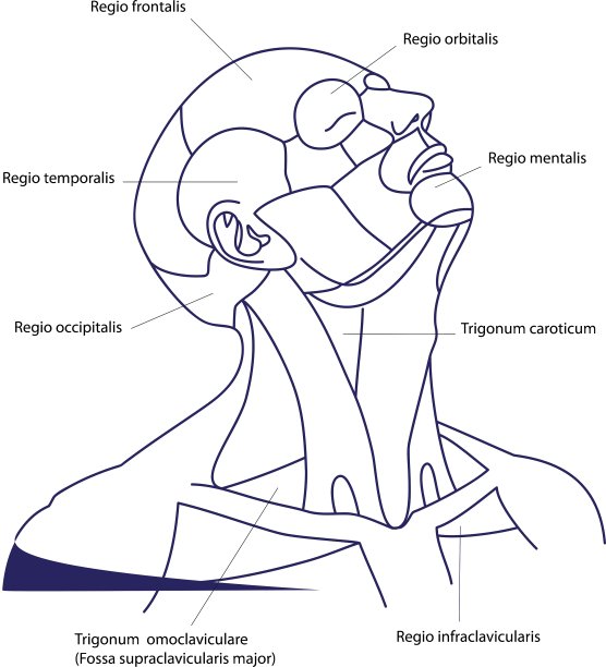 人类头上的轮廓图片下载