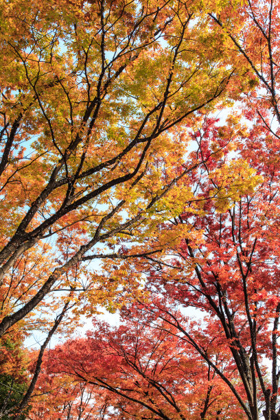 秋天五颜六色的枫叶图片下载