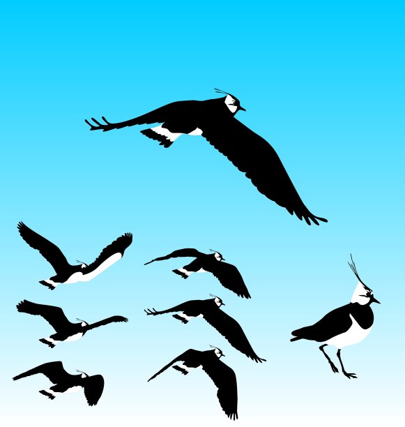 千鸟飞行序列图片下载