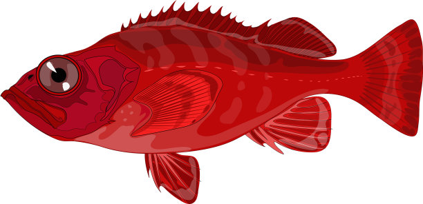 石斑鱼图片下载