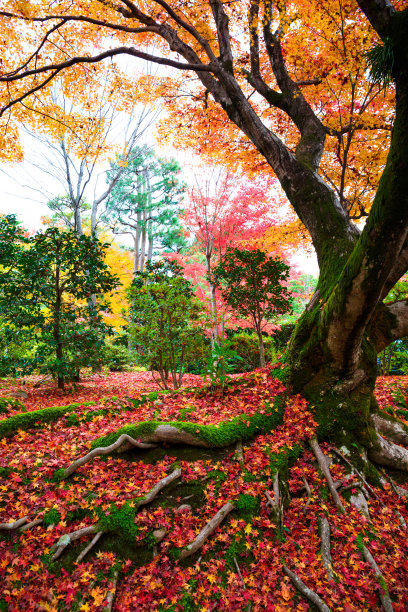秋天五颜六色的枫叶图片下载