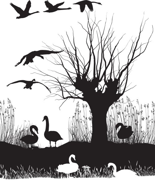 岸边的天鹅图片下载