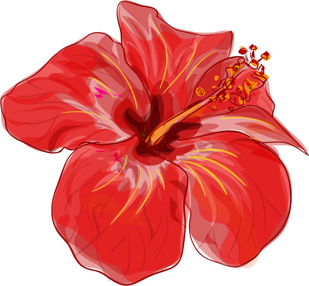 红色的芙蓉花图片下载