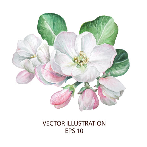 苹果花花图片下载