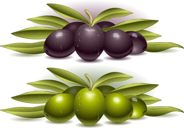 橄榄的两种成分图片下载