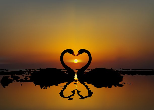 一对恋人在日落或日出时天鹅图片下载