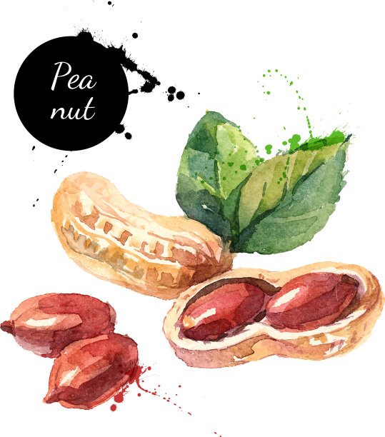 手绘花生孤立水彩画图片下载